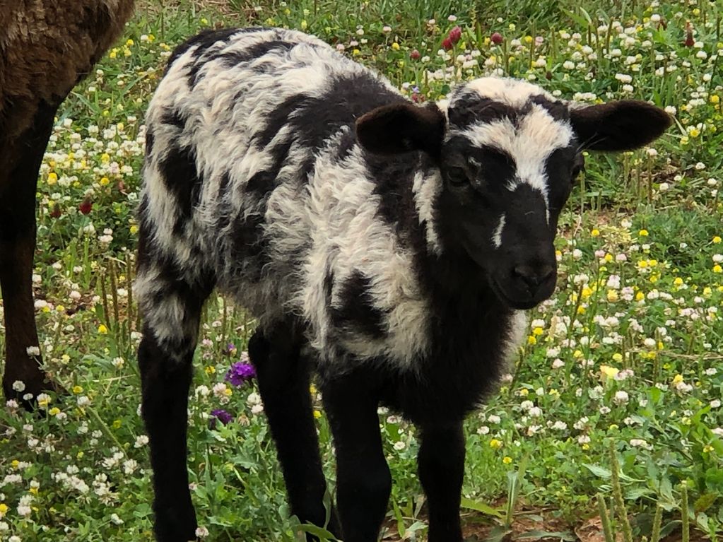 Sheep Lamb & gold star rams