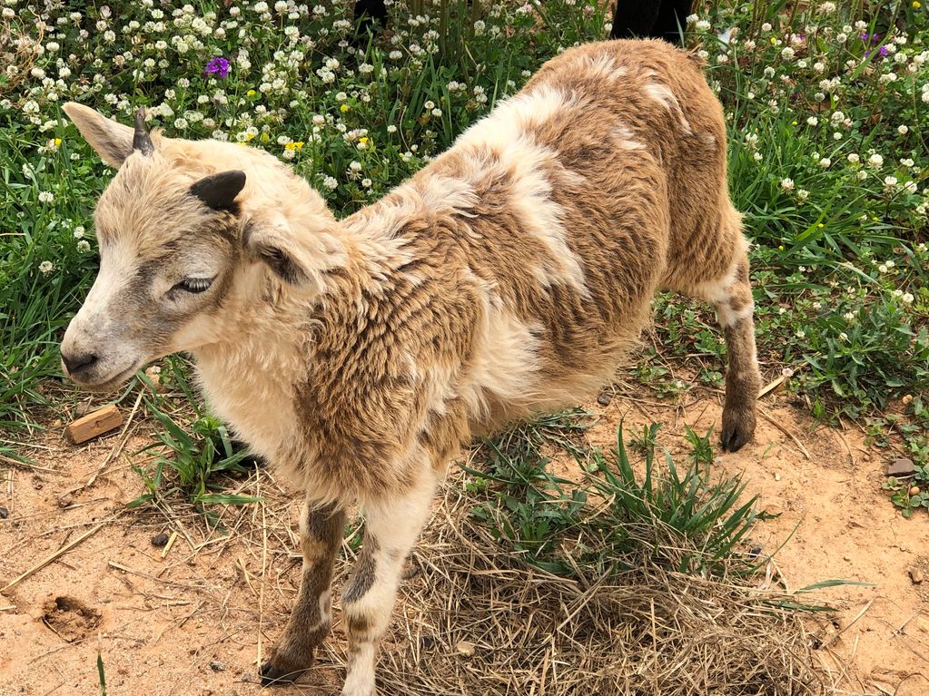 ram lamb excellent genetics