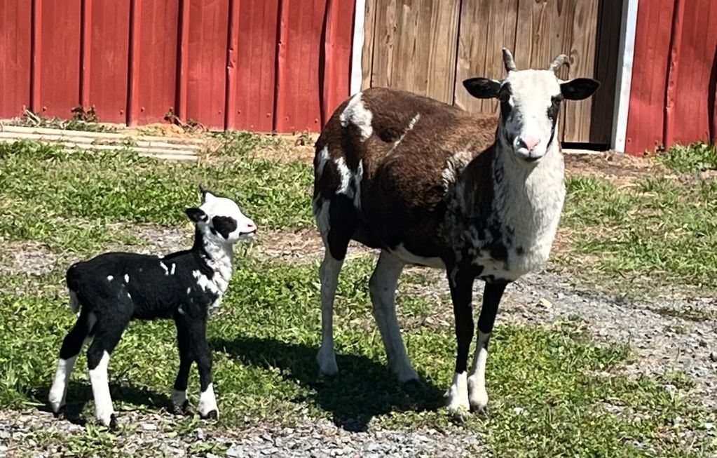 Montgomery Oaks Emma and her ram lamb that is one week old.