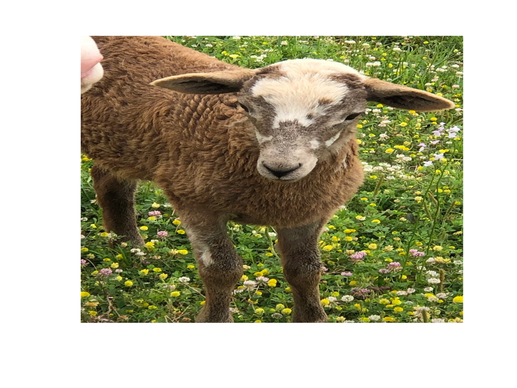 Painted Desert Lambs for sale