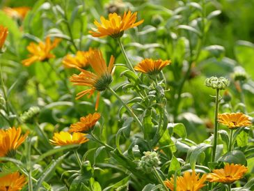 Calendula in soft sunlight  lymphatic-cleansing action, helping to reduce swelling, puffy skin,