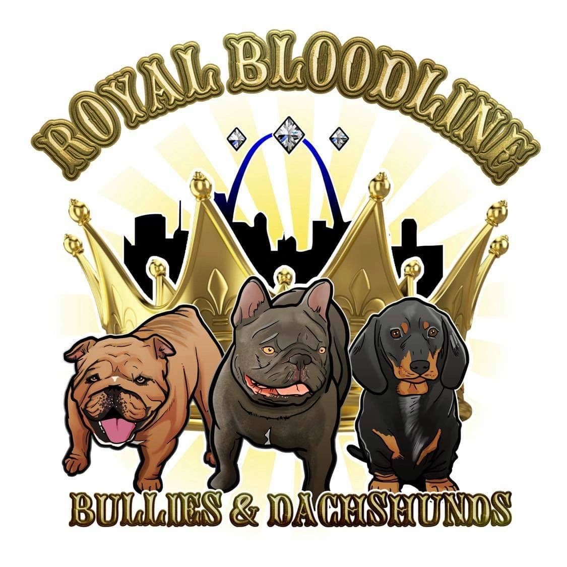 download champion bloodline french bulldog for free