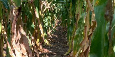 Cornfield treated with biological inputs