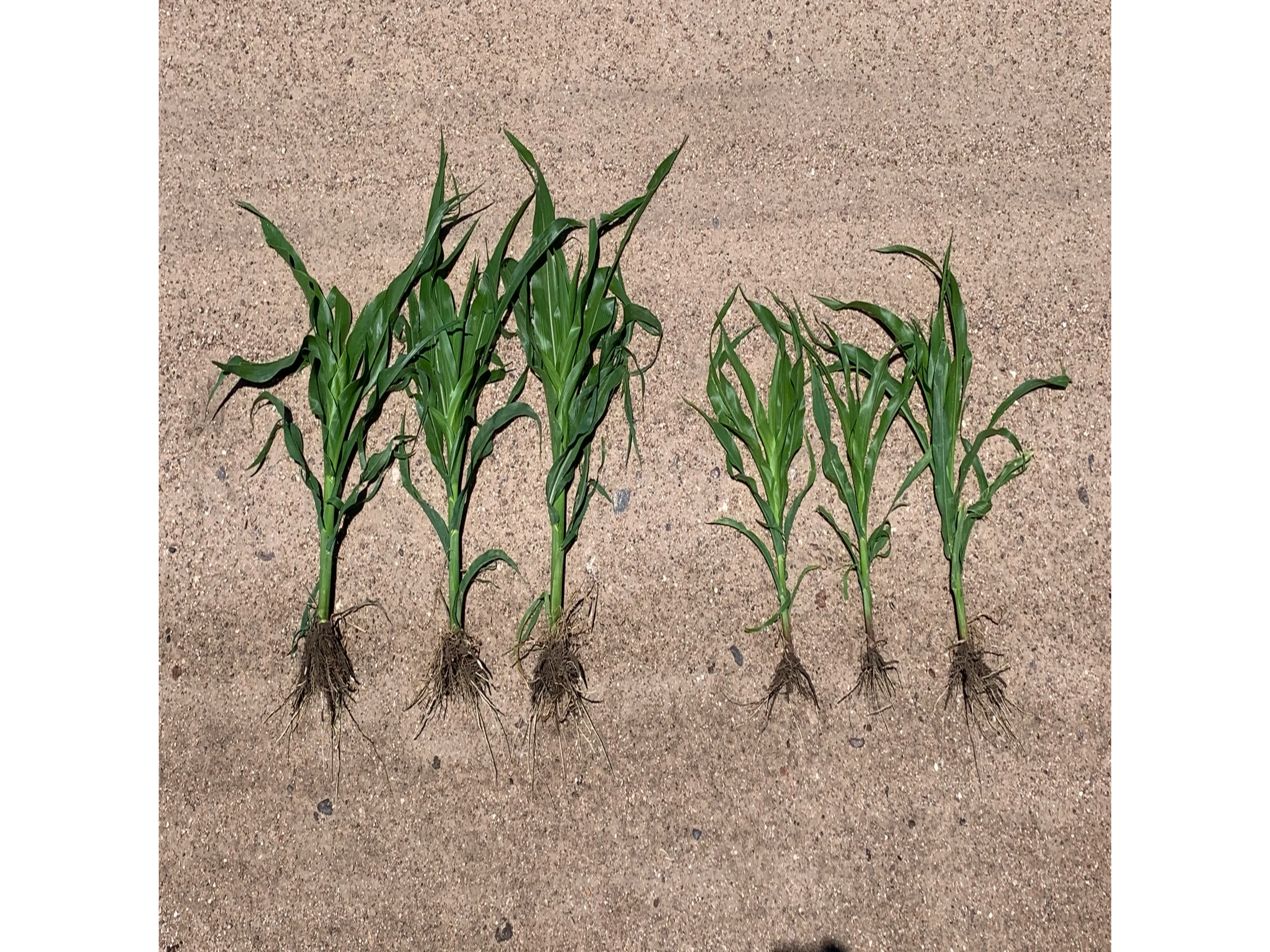 Two corn varieties showing differences in growth and yield