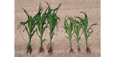 Side-by-side comparison of corn with and without nitrogen stabilizers