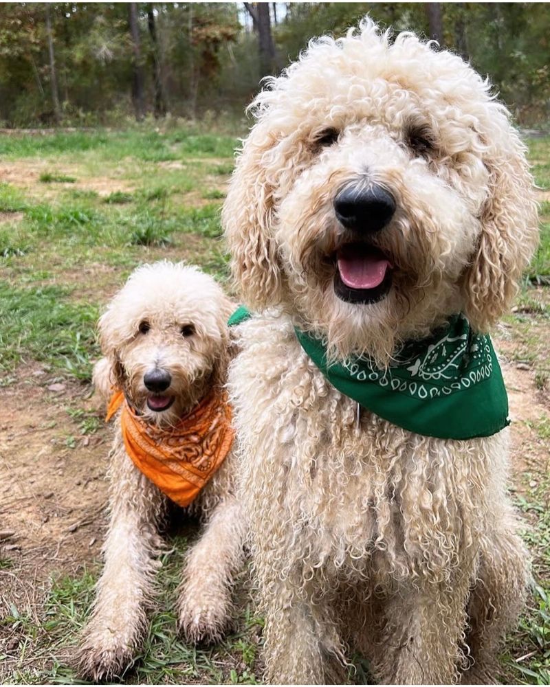 Two curly-haired dogs wearing colorful bandanas outdoors.