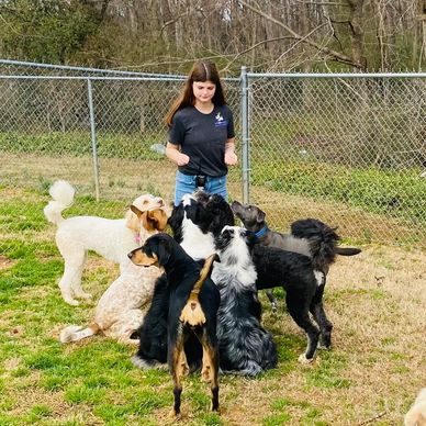 Tails R Waggin staff engaging in outdoor enrichment play with a group of dogs at daycare in Gastonia