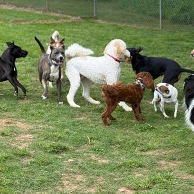 Tails R Waggin daycare dogs enjoying the natural grass and socialization.