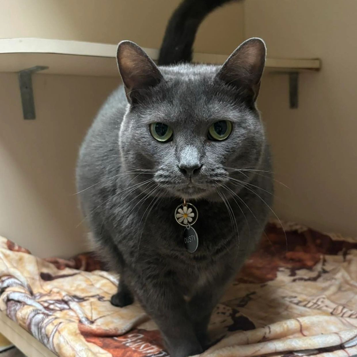 Cat enjoying luxury boarding services at Tails R Waggin' in Gastonia.
