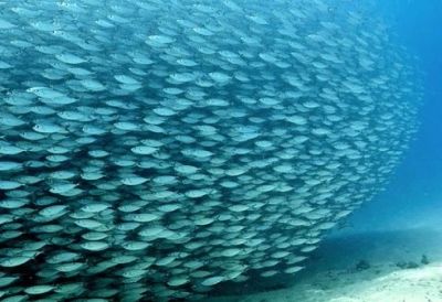 A large school of fish swimming underwater.