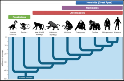 Evolutionary tree of primates including humans, apes, and monkeys.