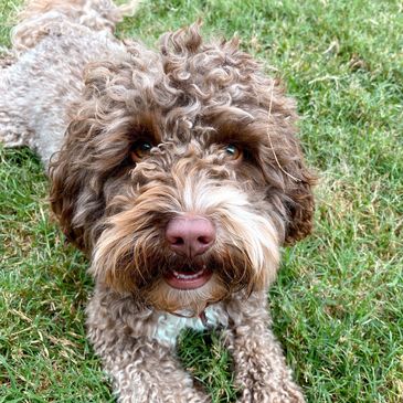 brown and white miniature labradoodle dog 