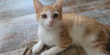 Orange and white kitten resting on wooden floor.