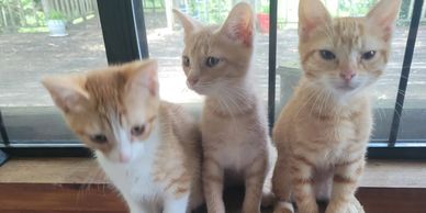 Three orange and white kittens sitting in front of a window.
