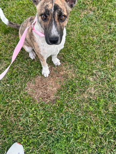 Dog with a pink leash sitting on grass with a brown patch.
