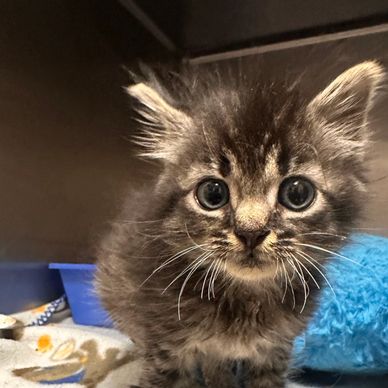 Adorable fluffy kitten with big eyes looking at the camera.
