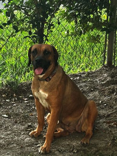 Brown dog sitting outdoors near a fence.
