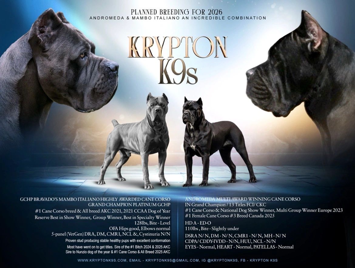 HIGLY AWARDED CANE CORSOS AND TOP DOGS #1 Cane Corsos in Italy, United States & Canada!