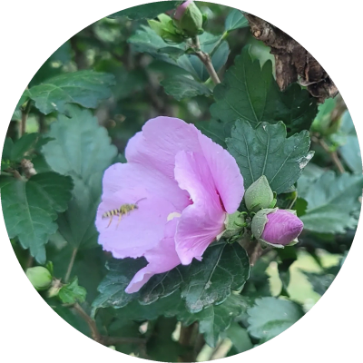 Bee flying near a pink flower.