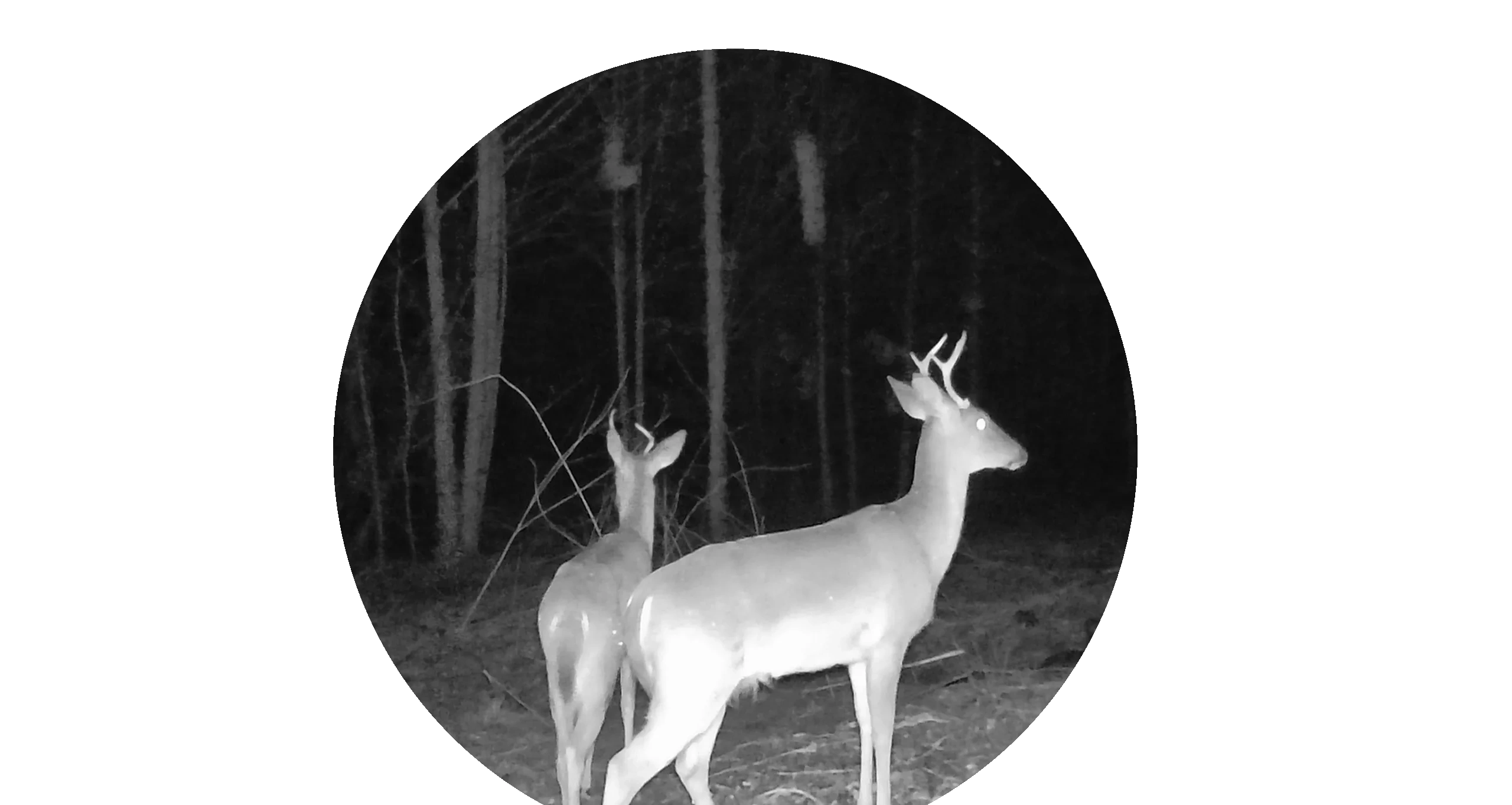 Deer standing in dark forest
