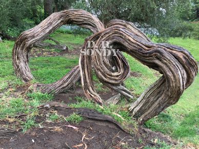 Twisted wooden branches in a green park.