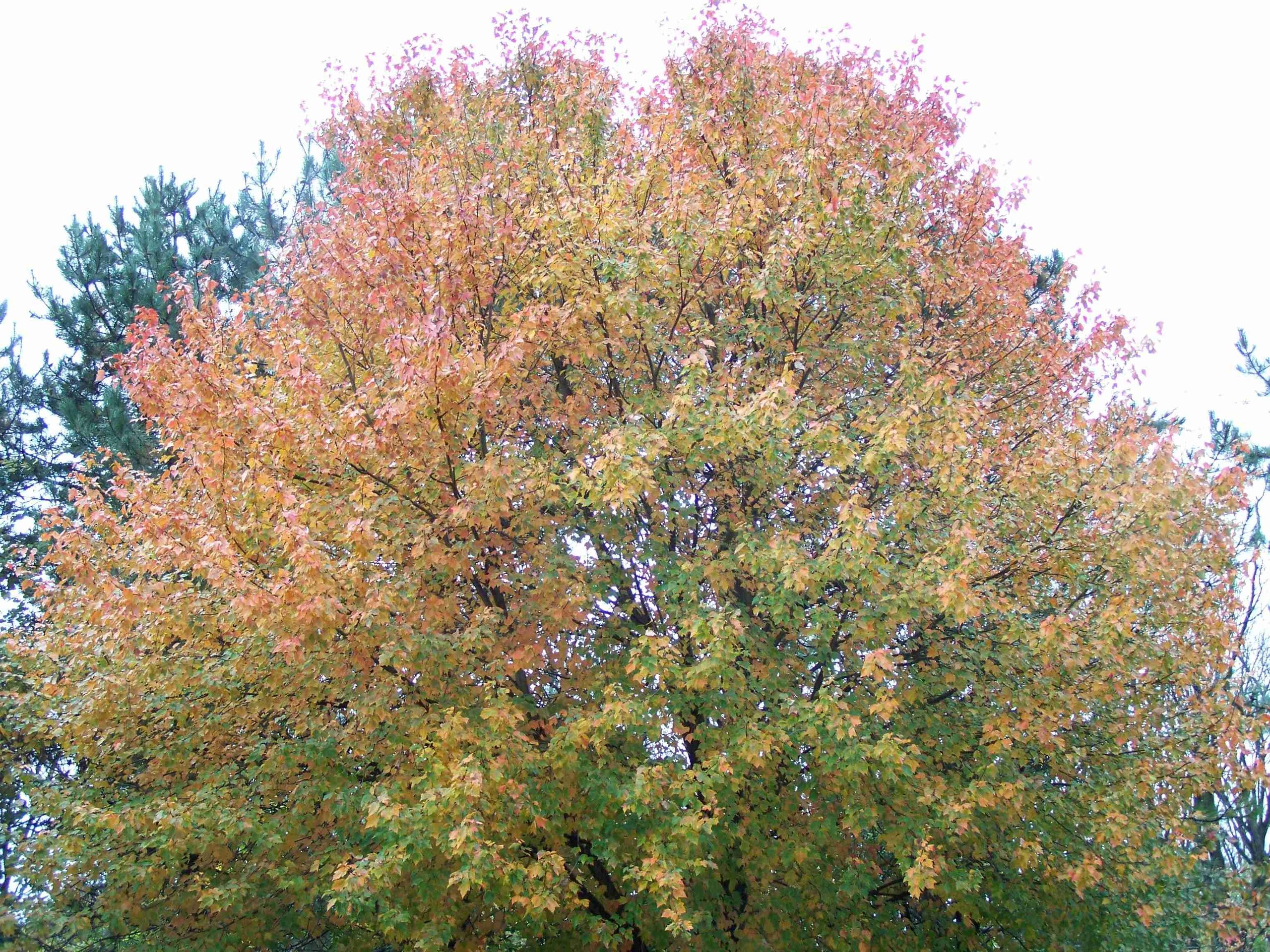 Valley Arborists Certified Specialists in Tree Care & Ground