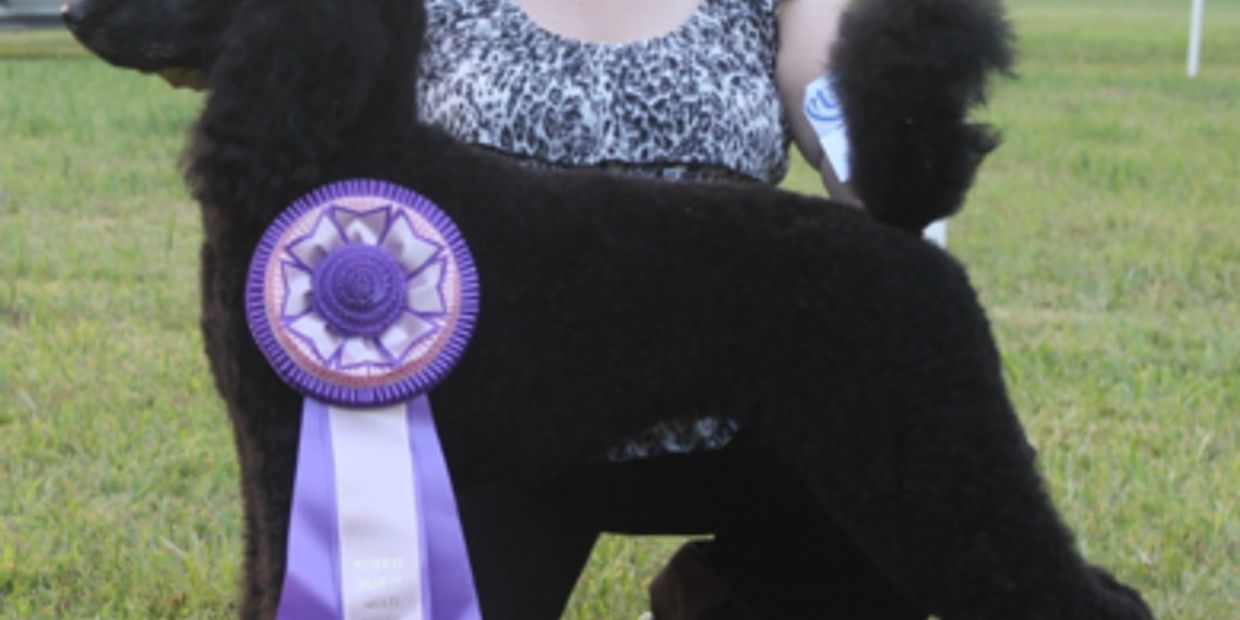 Rosebud standard poodles sale