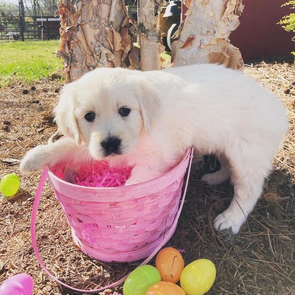 European Golden Retriever Puppies Homeplace Goldens