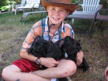 Child holding French bulldog puppies
