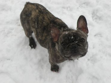 Brindle French Bulldog in snow