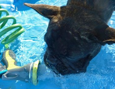 French Bulldog swimming in pool