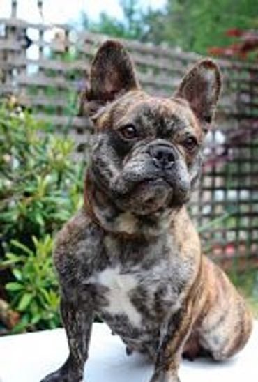 Brindle French Bulldog outside photo