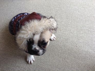 French Bulldog with tongue out