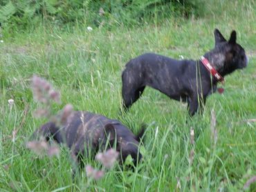 Small French Bulldog sleeping indoors