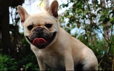 French Bulldog walking in grass