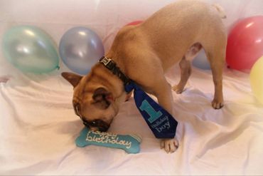 French Bulldog wearing party accessories