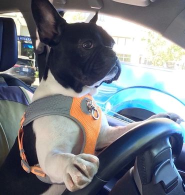 French Bulldog in car seat