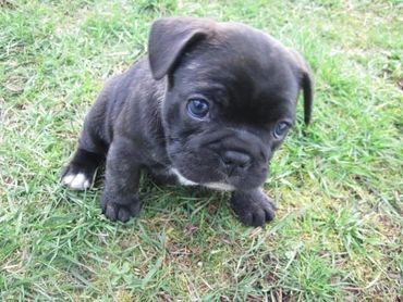 French bulldog puppy on grass