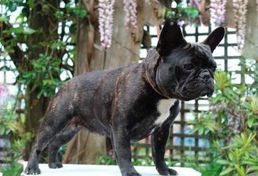 Brindle French bulldog standing outdoors