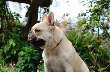 Cream French bulldog side profile