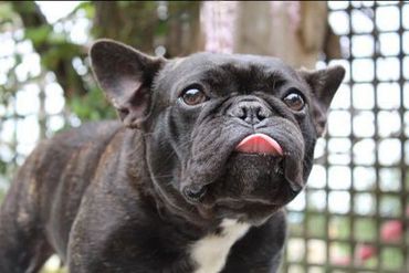 French bulldog licking nose closeup