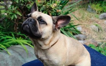 Fawn French bulldog looking upward