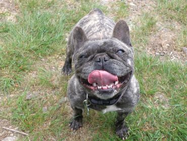 Happy French bulldog sitting outside