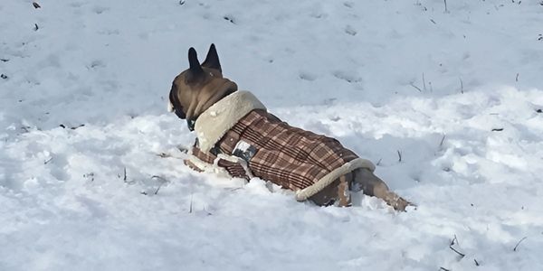 French bulldog lying in snow.