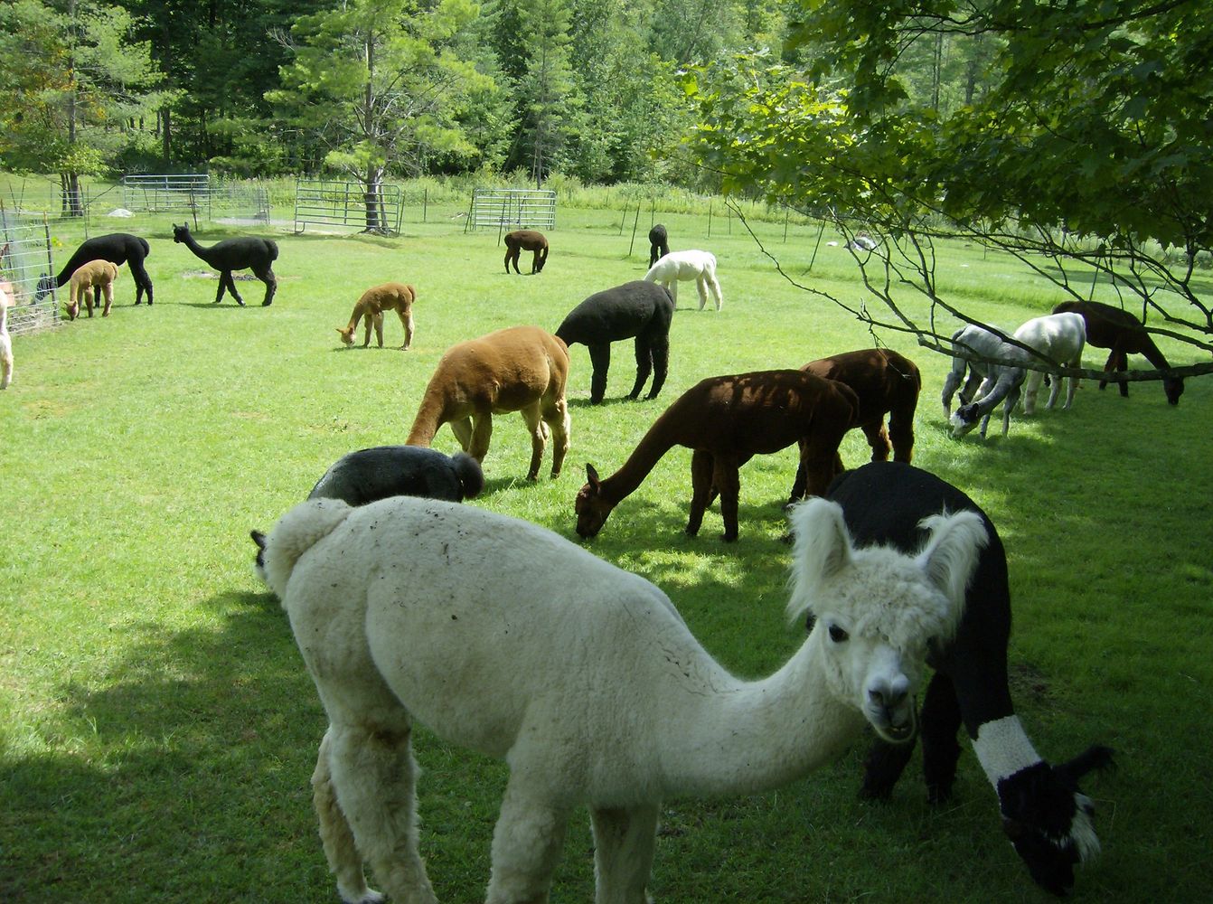 We have handcrafted fiber, yarn, roving, raw fleece, and many other products. You may pet animals