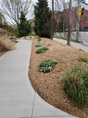 Clean garden bed with new mulch