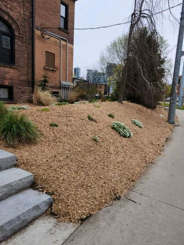 Fresh mulch around shrubs and plants