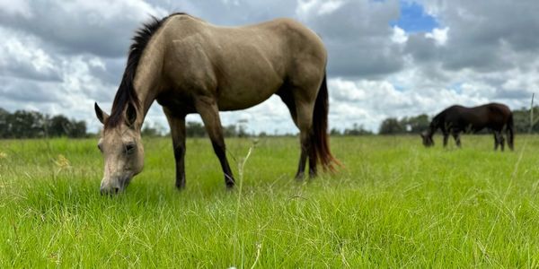 Partial Care Horse Boarding