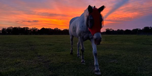 Full Care Horse Boarding