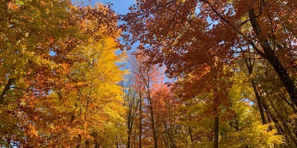 Colorful autumn trees under a clear blue sky.